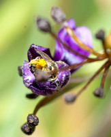 Sweat bee -Unidentified sp.