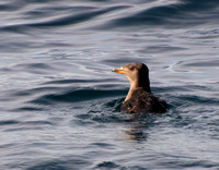 Rhinoceros Auklet - Cerorhinca monocerata