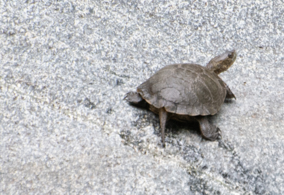 Western Pond Turtle - Actinemys marmorata