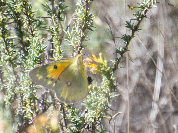 Orange sulphur - Colias eurytheme