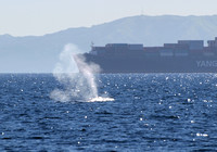 Fin Whale- Balaenoptera physalus