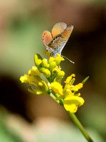 Western Pygmy-Blue - Brephidium exilis