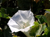 Jimson weed - Datura sp.