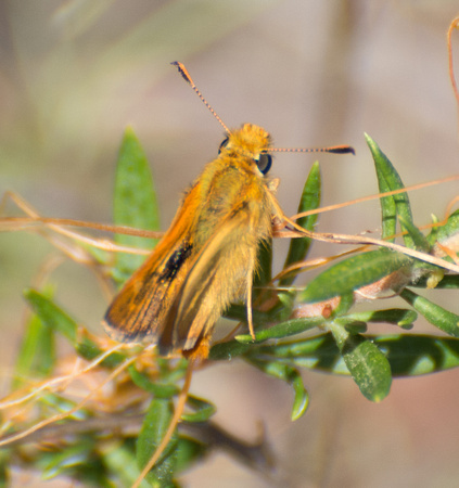 Rural skipper - Ochlodes agricola