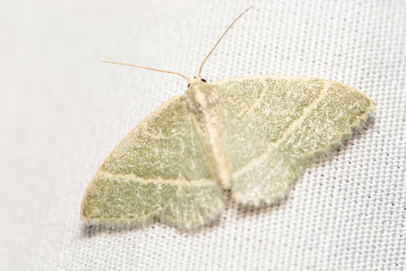 Emerald moth - Chlorochlamys appellaria