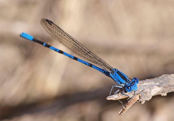 Vivid dancer - Argia vivida