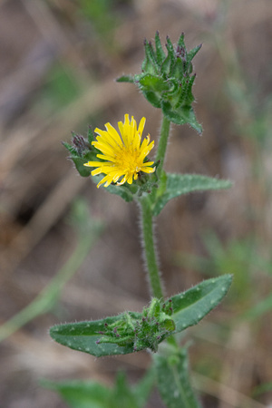 Bristly Ox-Tongue - Helminthotheca echioides