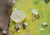 Tipu psyllid - Platycorypha nigrivirga