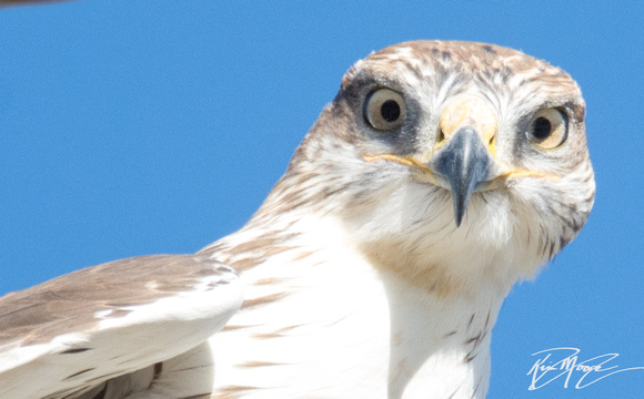 Ferruginous Hawk - Buteo regalis