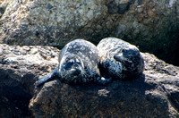 Harbor seal - Phoca vitulina