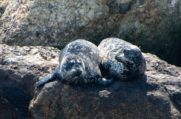 Harbor seal - Phoca vitulina