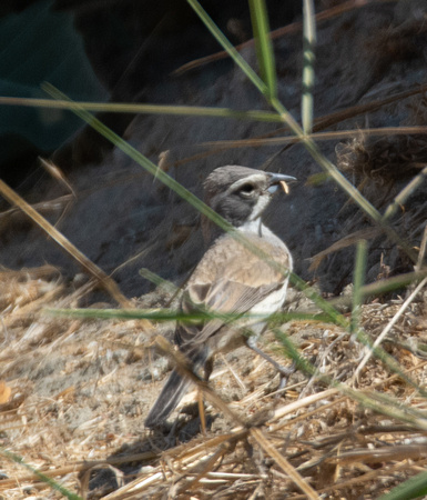 Black-throated Sparrow - Amphispiza bilineata