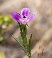 Winecup clarkia - Clarkia purpurea