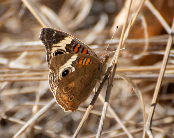 Gray Buckeye - Junonia grisea