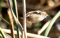 Swamp Sparrow - Melospiza georgiana