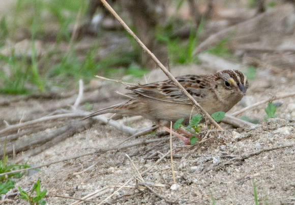 Grasshopper Sparrow - Ammodramus savannarum