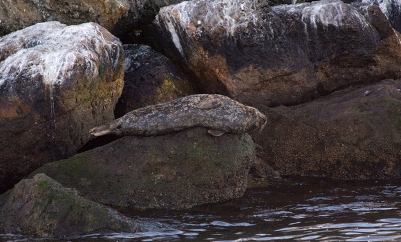 Harbor seal - Phoca vitulina