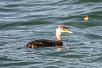 Red-necked Grebe - Podiceps grisegena