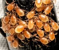 Mites - Poecilochirus sp.