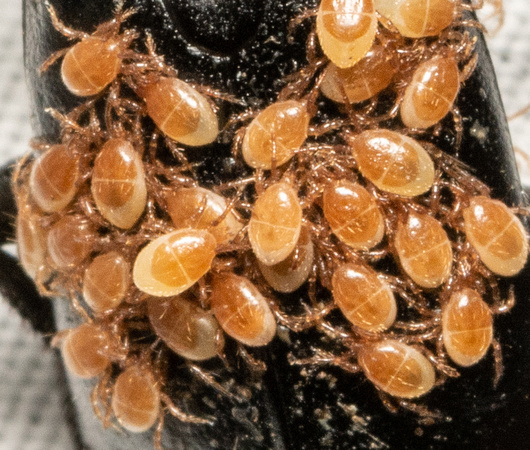 Mites - Poecilochirus sp.