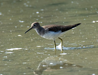 Solitary Sandpiper - Tringa solitaria