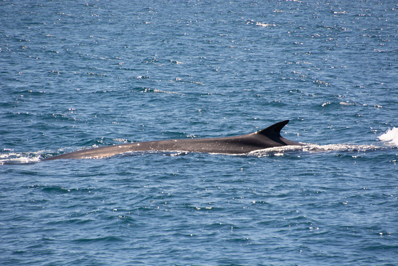 Fin Whale - Balaenoptera physalus