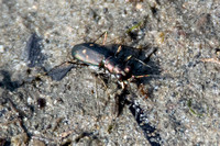 Wetsalts Tiger Beetle - Cicindela haemorrhagica