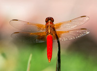 Neon skimmer -  Libellula croceipennis, Rancho Los Alamitos