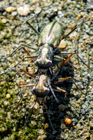 Mudflat Tiger Beetle - Cicindela trifasciata ssp. sigmoidea