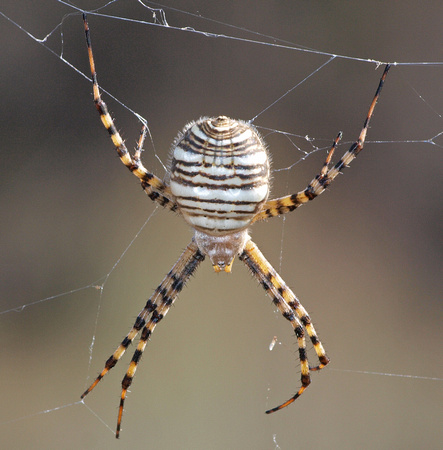 Banded argiope - Argiope trifasciata