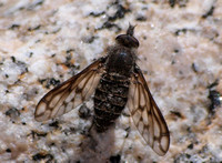 Bee Fly - Anthrax sp. (1)