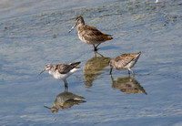 Short-billed Dowitcher - Limnodromus griseus, Stilt Sandpiper - Calidris himantopus