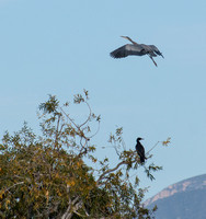 Great Blue Heron - Ardea herodias