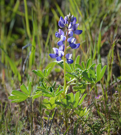 Arroyo Lupine - Lupinus succulentus