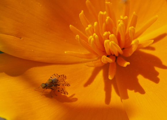 Fruit fly - Dioxyna picciola