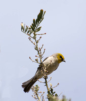 Verdin- Auriparus flaviceps