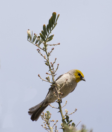 Verdin- Auriparus flaviceps