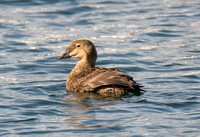 King Eider - Somateria spectabilis