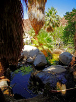49 Palms Oasis