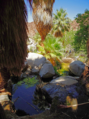 49 Palms Oasis