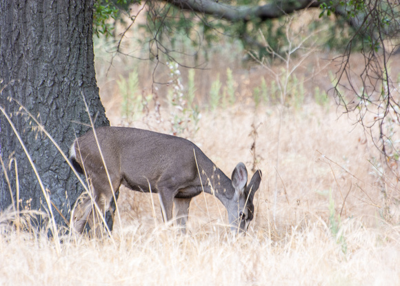 Mule Deer - Odocoileus hemionus