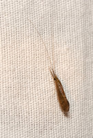 Caddisfly - Oecetis sp.