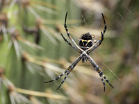 Silver argiope - Argiope argentata