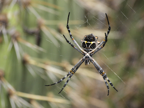 Silver argiope - Argiope argentata