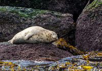 Harbor seal - Phoca vitulina