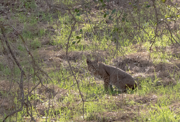 Bobcat - Lynx rufus