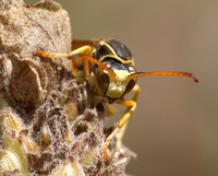 Wasps - Hymenoptera
