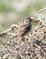 Grasshopper Sparrow - Ammodramus savannarum