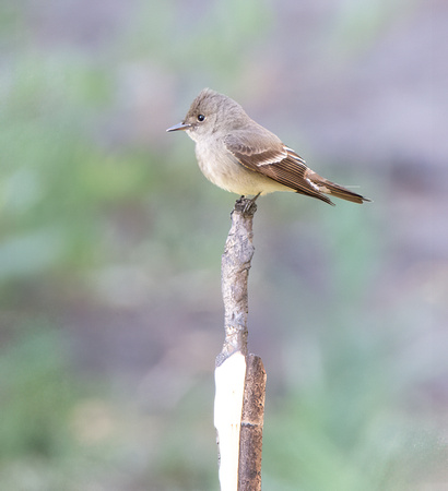 Western Wood-pewee - Contopus pertinex