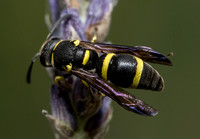 Mason wasp - Parancistrocerus declivatus